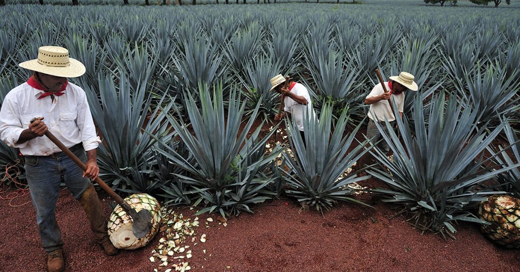 Recolección tequila campo agave